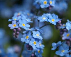 Forget-me-nots