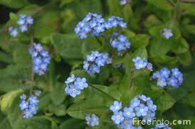 Forget-me-nots