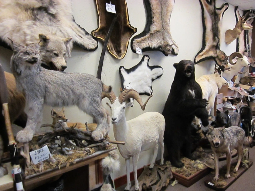 The Alaska Taxidermy Shop