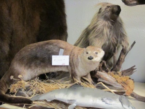 Taxidermied animals